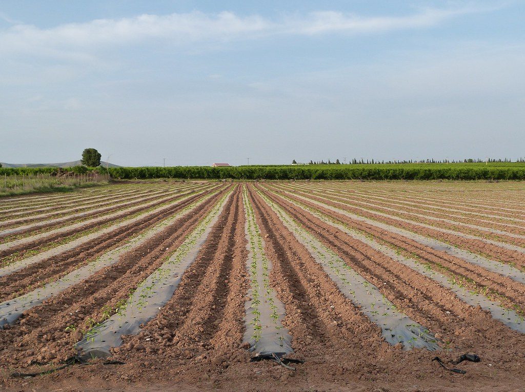 DK Farms, Juja & Loitoktok, Kenya